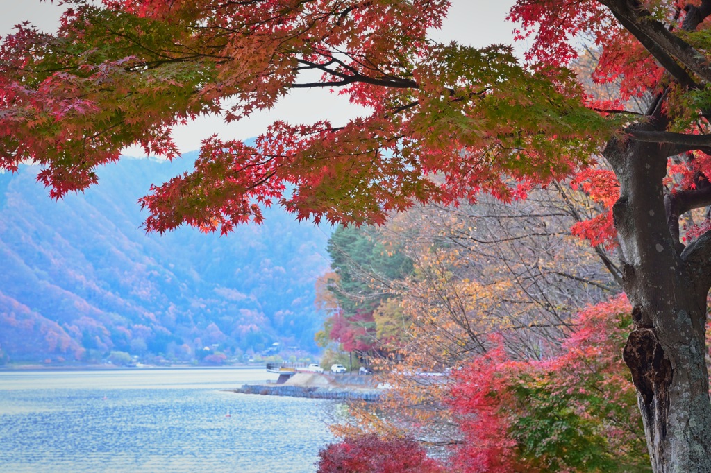河口湖と湖北ロードの紅葉