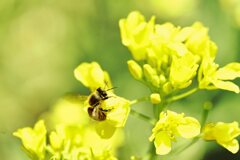 ナノハナサイタ