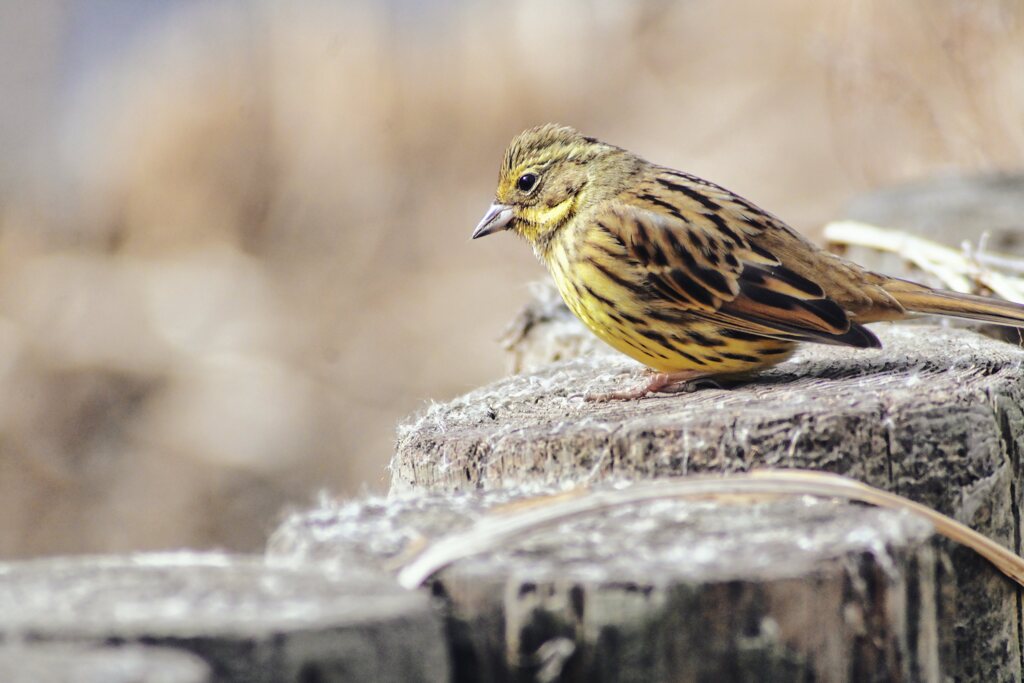 今日もいたアオジ君