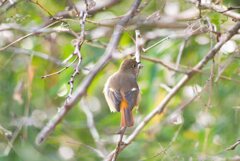 いつかのジョビコさん