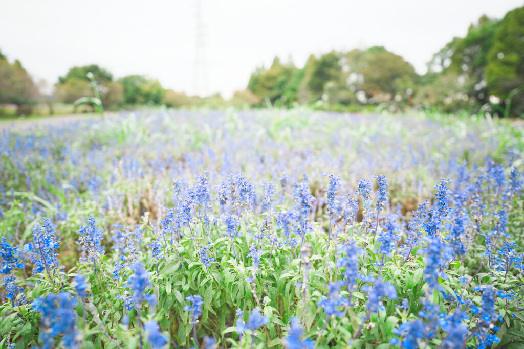 花畑