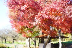 紅葉ハンター
