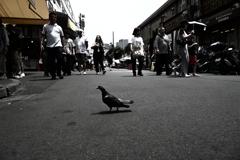 鳩の日常