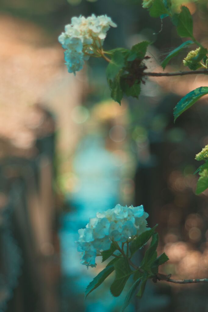 咲きだした紫陽花