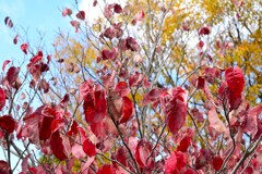 紅い季節