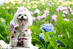 Ｐｏｒｔｒａｉｔ