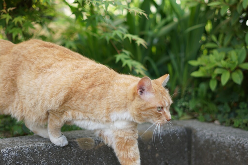 いつかのニャンズ