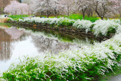 春、お出かけ、公園、で検索