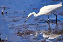 美味しいごはん