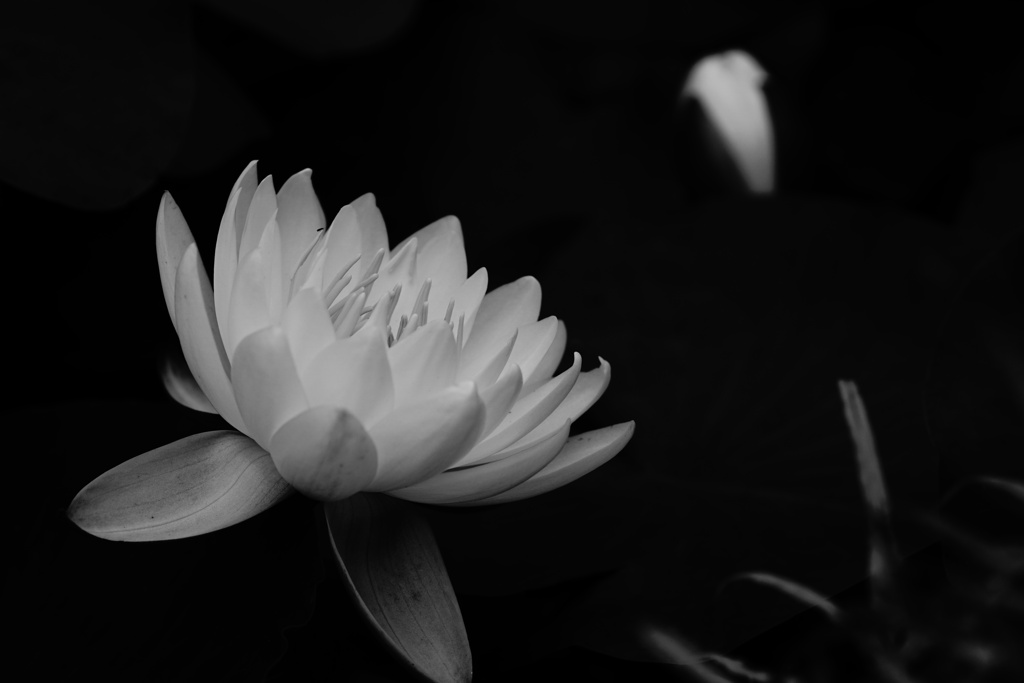 花撮りは難しい