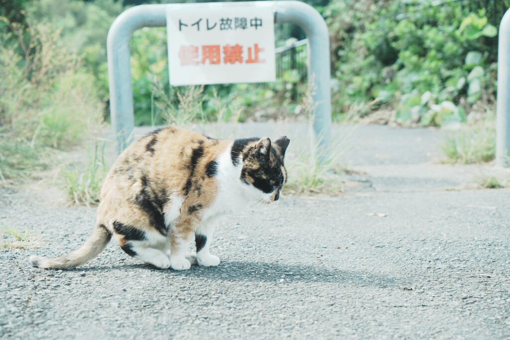 こらこらそこでするな