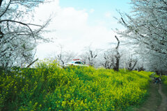桜道