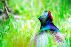 暑さに負けず鳴く