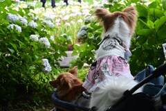 アジサイ犬
