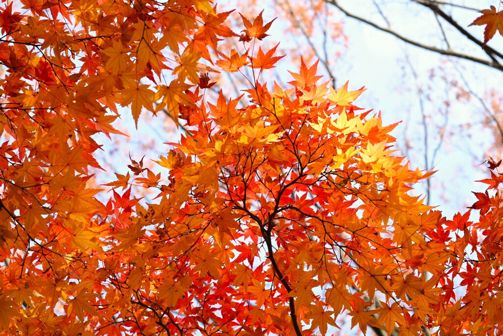 始まる紅葉