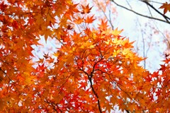 始まる紅葉