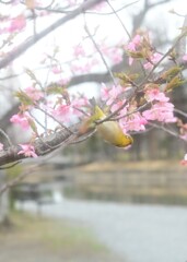 もっと近くで会いたい