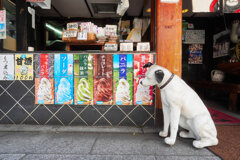 どれが良いかな