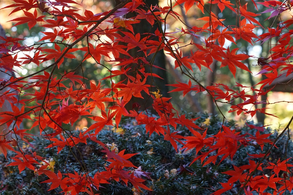 これでもか・・・・・・と色づく