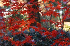 これでもか・・・・・・と色づく