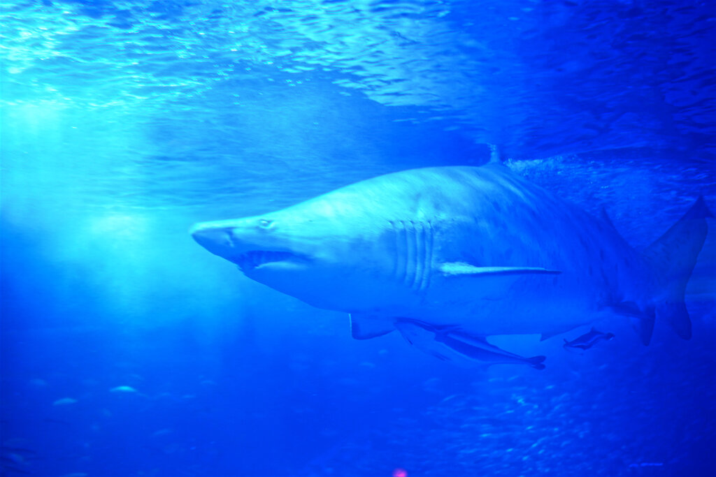 夏は水族館だろ
