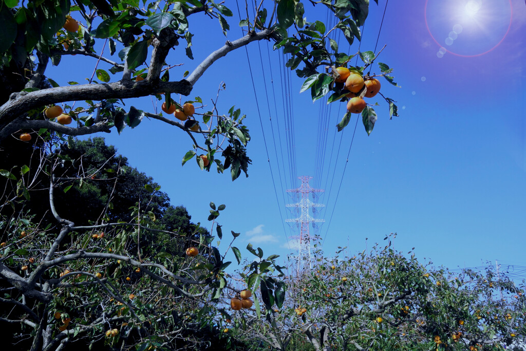 青空と柿