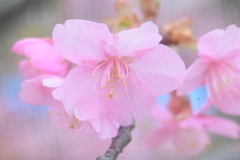 花より団子