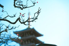 早くも梅が咲いていた