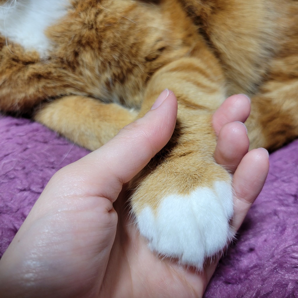 お手手