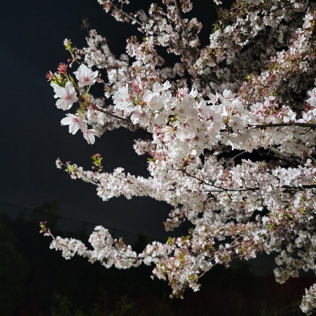 夜桜