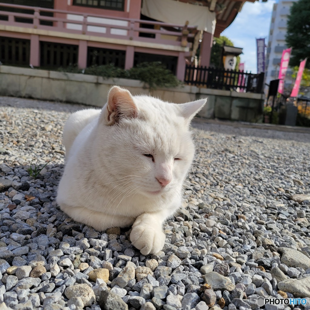 今戸神社なみちゃん♡