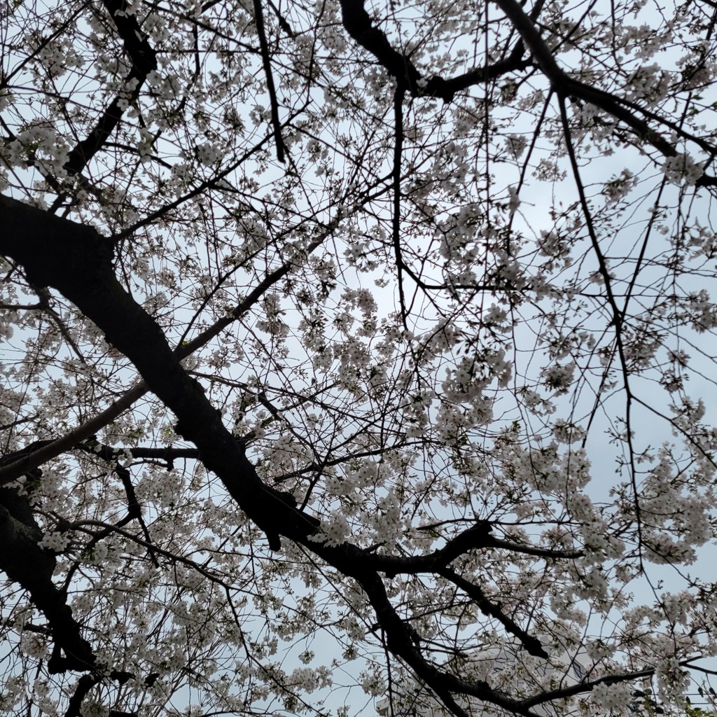 曇り空と桜