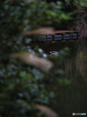 栗林公園の鴨