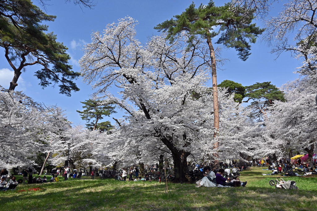 大宮公園