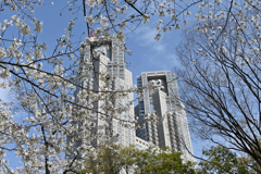 新宿中央公園