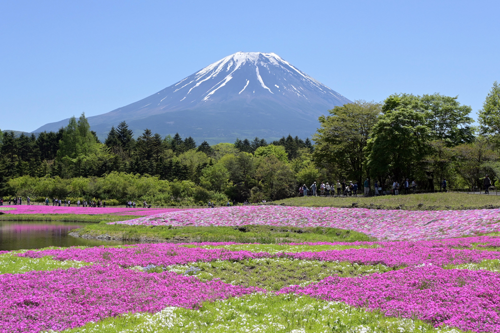 富士本栖湖リゾート 富士芝桜まつり