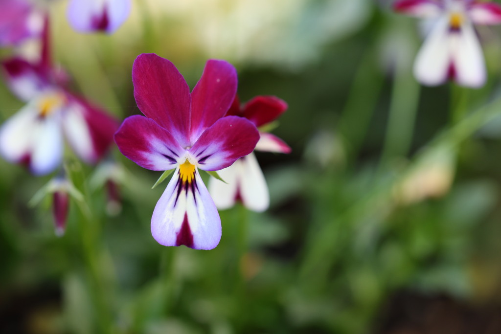 変顔の花？