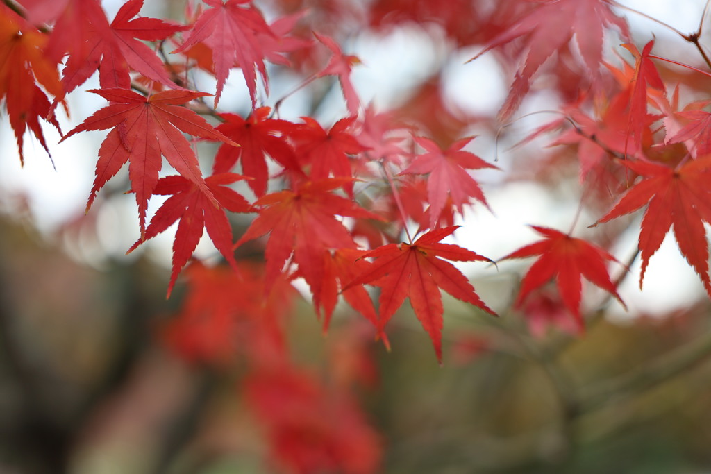 須磨離宮公園①