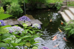 紫陽花と錦鯉