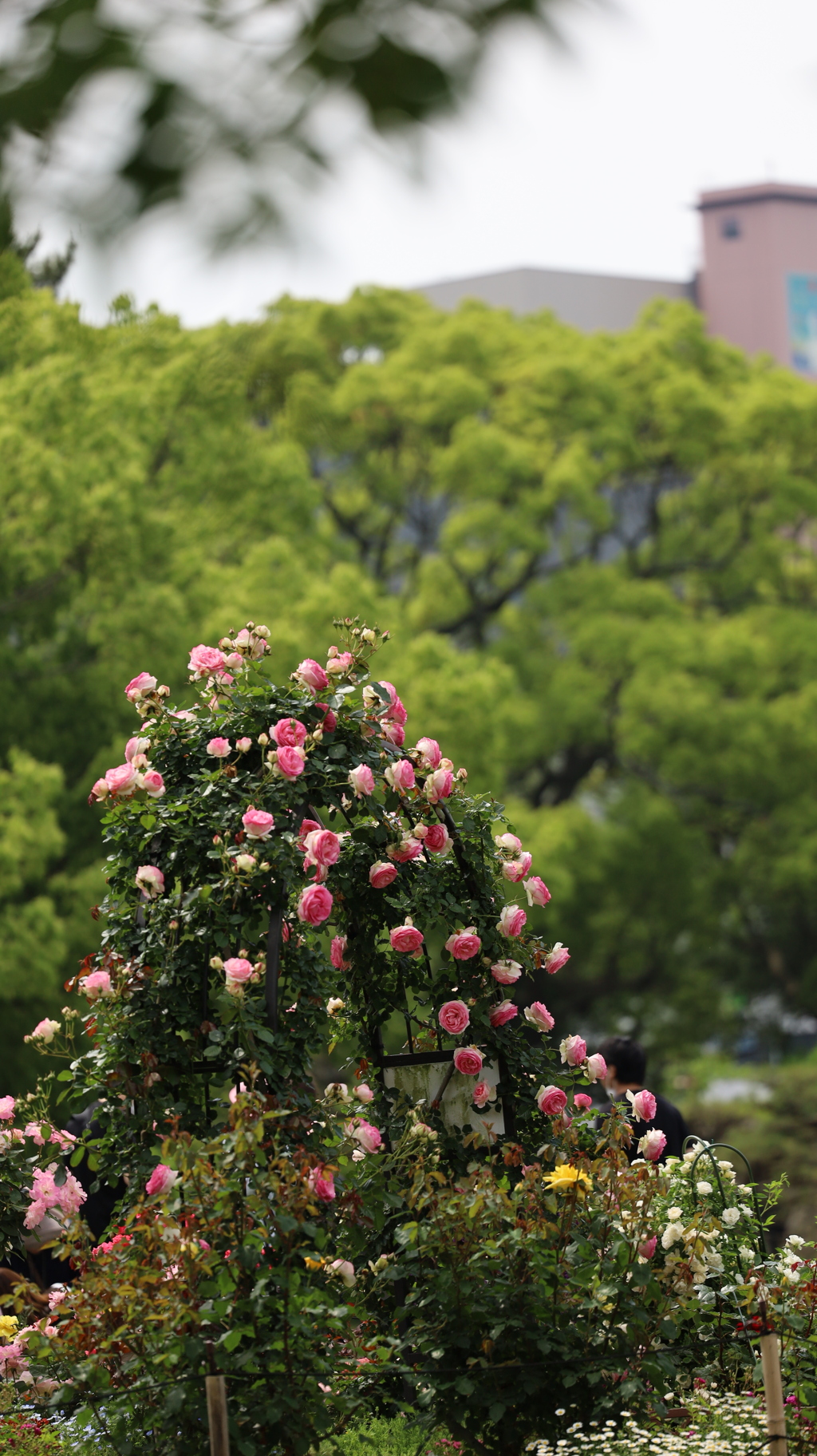 明石公園のバラ園　③