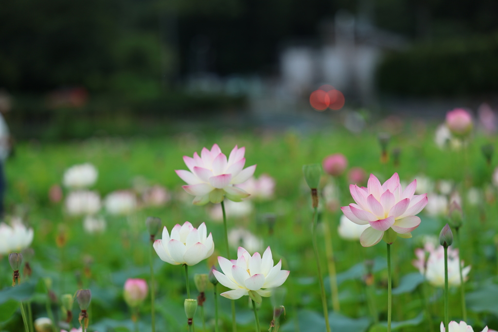 蓮の花苑①