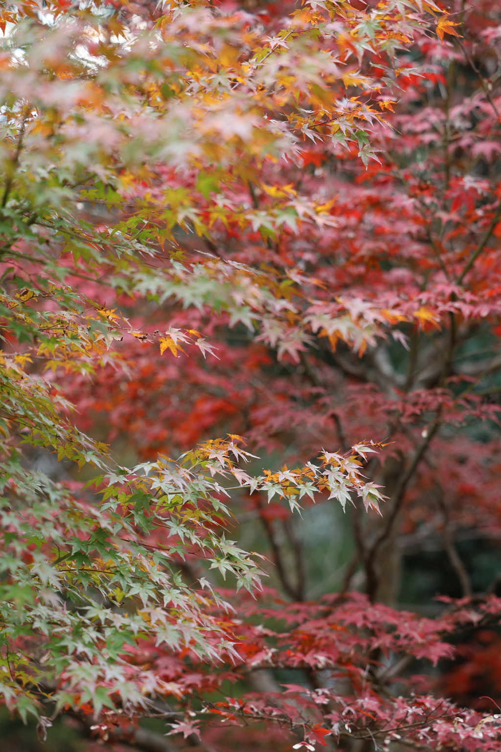 須磨離宮公園③