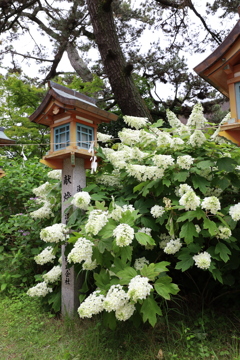 住吉神社のアジサイ②