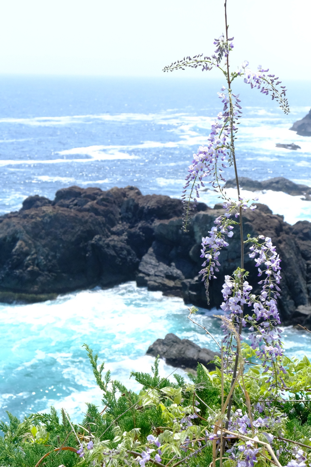 藤の花と海