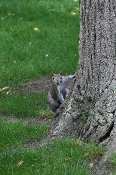 Squirrel(リス)