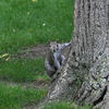 Squirrel(リス)