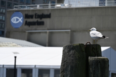 Aquarium and Seagull(水族館とカモメ)