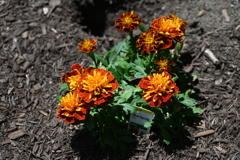 Marigold Flower(マリーゴールドの花`)