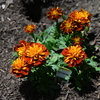 Marigold Flower(マリーゴールドの花`)