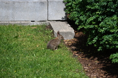 Wild Rabbit(野ウサギ)